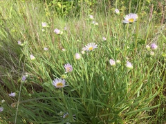 Erigeron decumbens