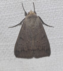 Ophiusa disjungens
