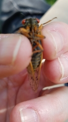 Magicicada septendecula