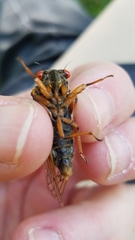 Magicicada septendecula