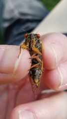 Magicicada septendecula