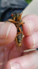 Magicicada septendecula