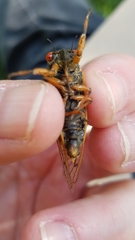 Magicicada septendecula