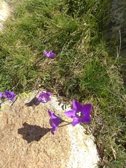 Campanula herminii