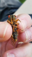 Magicicada septendecula