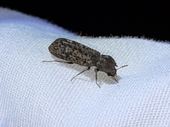 Lichenophanes bicornis