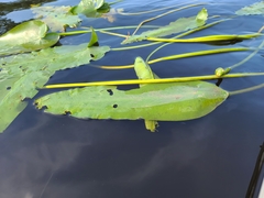 Nuphar sagittifolia