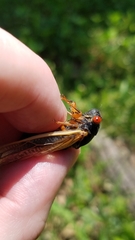 Magicicada septendecula