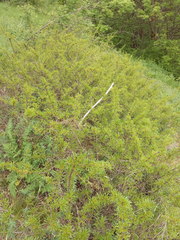 Rhamnus erythroxyloides