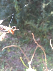Micrathena nigrichelis