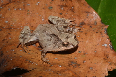 Cycloramphus carvalhoi