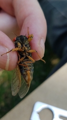 Magicicada septendecula