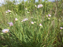 Erigeron decumbens