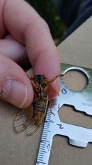 Magicicada septendecula