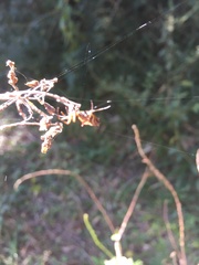 Micrathena nigrichelis