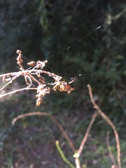 Micrathena nigrichelis