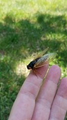 Magicicada septendecula