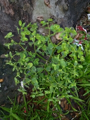 Euphorbia peplus