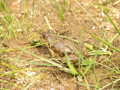 Pleurodema bufoninum