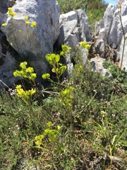 Biscutella valentina