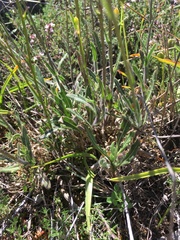 Biscutella valentina