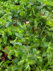 Euphorbia peplus