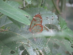 Greta morgane morgane