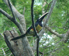 Pteroglossus aracari