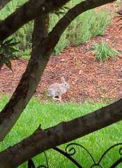 Sylvilagus floridanus