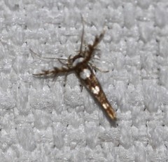 Stathmopoda triselena