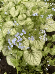 Brunnera sibirica