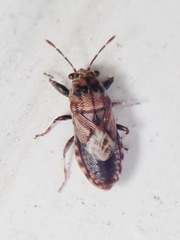 Phlegyas abbreviatus