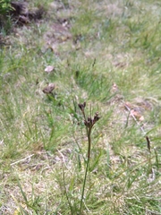 Juncus squarrosus