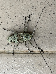 Ancylonotus tribulus