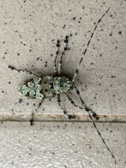 Ancylonotus tribulus