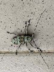 Ancylonotus tribulus