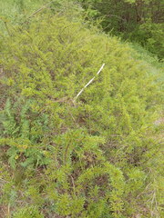 Rhamnus erythroxyloides