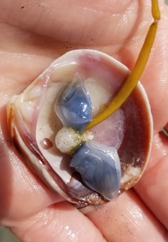 photo of Buoy Barnacle (Dosima fascicularis)