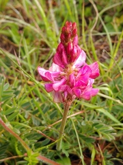 Onobrychis viciifolia