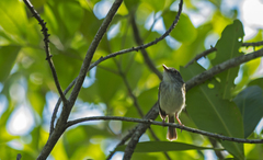 Poecilotriccus latirostris