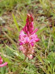 Onobrychis viciifolia