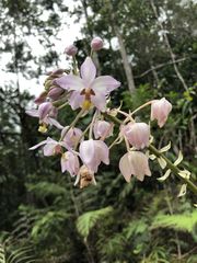 Spathoglottis pacifica