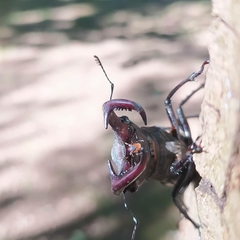 Lucanus cervus