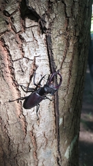Lucanus cervus