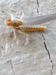 Ephemerella invaria