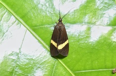 Dioptinae