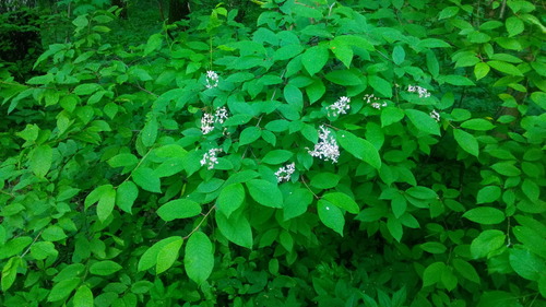 Prunus padus