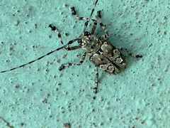 Ancylonotus tribulus