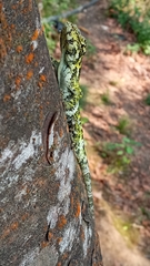 Anolis petersii