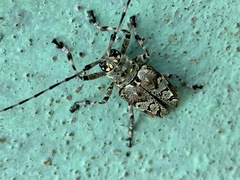 Ancylonotus tribulus